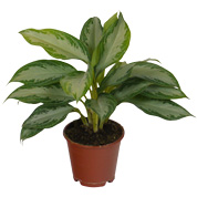 aglaonema silver bay